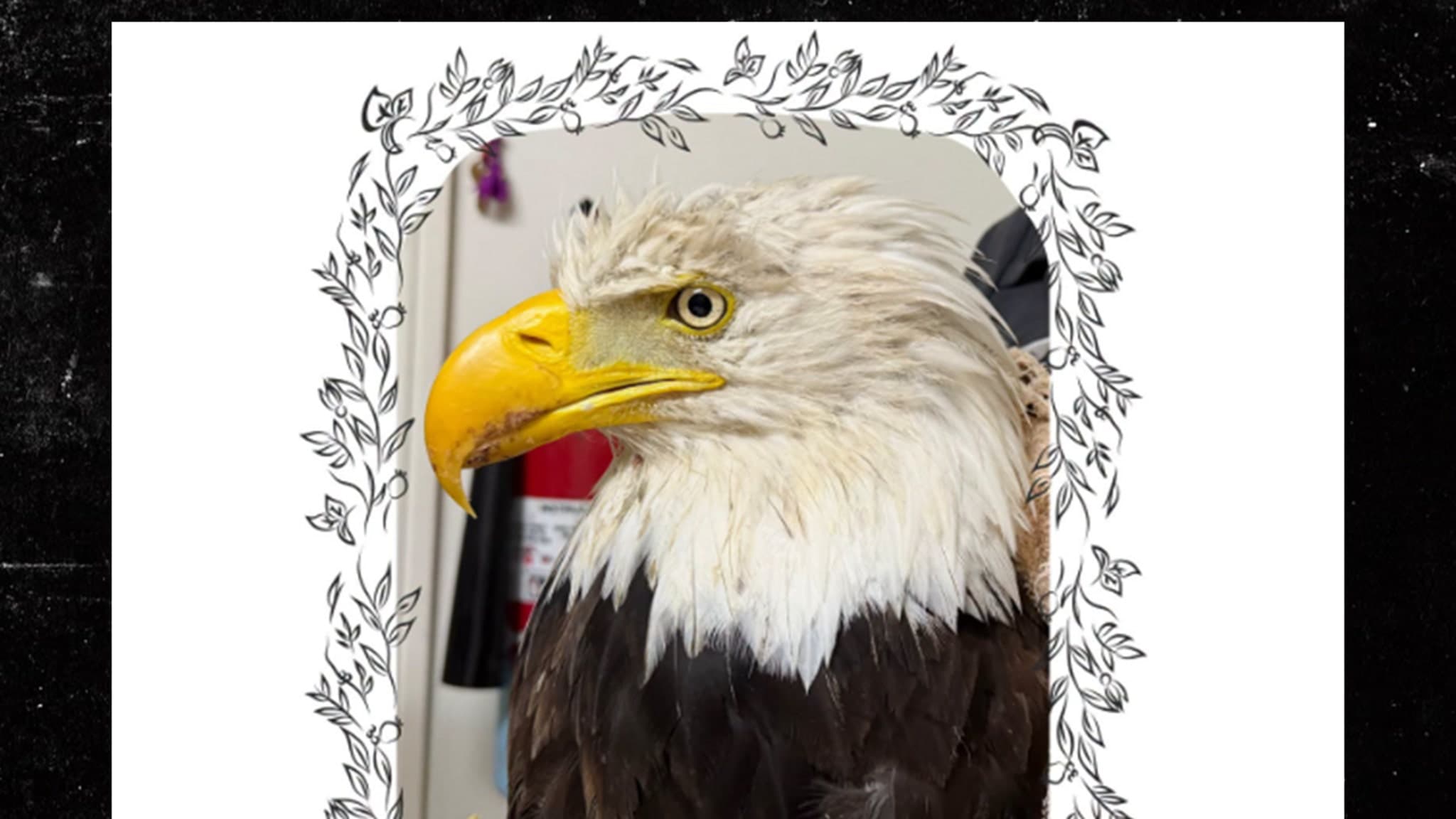 Farewell to Iconic Big Bear Eagle Jackie: A Tragic End After Brutal Attack